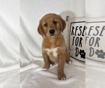 Ginger - Female Golden Retriever Puppy for Sale - Photo #3