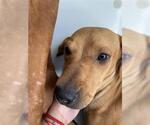 Small Redbone Coonhound Mix