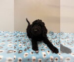 Small #1 Golden Retriever