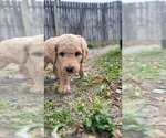 Small Photo #1 Goldendoodle-Poodle (Standard) Mix Puppy For Sale in OVIEDO, FL, USA