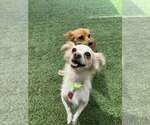 Small #5 Chihuahua Mix