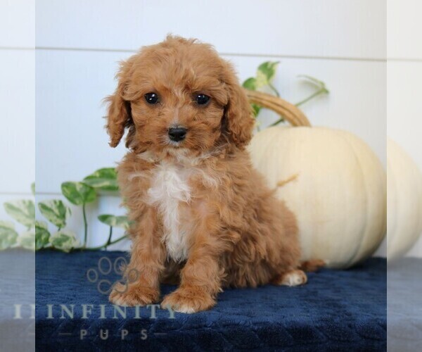 Medium Photo #4 Cavapoo Puppy For Sale in NARVON, PA, USA
