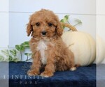 Small #3 Cavapoo