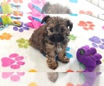 Small #14 Yorkipoo