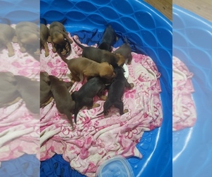 Doberman Pinscher Puppy for sale in SILVER SPGS, FL, USA