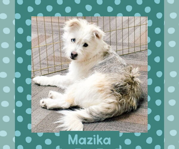 Medium Photo #1 Mutt Puppy For Sale in Littleton, CO, USA