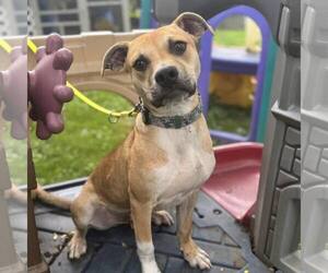 Labrador Retriever-Unknown Mix Dogs for adoption in New Oxford , PA, USA