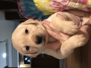 Labrador Retriever Puppy for sale in VIOLA, IL, USA