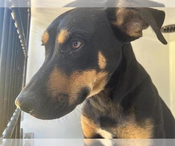 Medium Photo #1 Doberman Pinscher Puppy For Sale in Houston, TX, USA