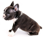 Small Photo #8 French Bulldog Puppy For Sale in PORT SAINT LUCIE, FL, USA