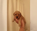 Small #2 Goldendoodle (Miniature)