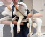 Small Great Pyrenees Mix