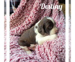 Puppy Destiny English Springer Spaniel