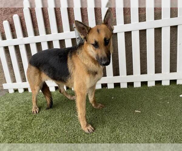 Medium Photo #1 German Shepherd Dog Puppy For Sale in Modesto, CA, USA