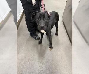 Labrador Retriever Dogs for adoption in Forestville, MD, USA