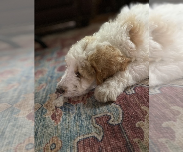 Medium Photo #4 Goldendoodle Puppy For Sale in GIBBON, NE, USA