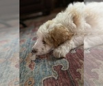Small Photo #4 Goldendoodle Puppy For Sale in GIBBON, NE, USA