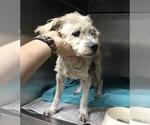 Small Maltese Mix