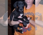 Puppy Felix Great Dane