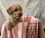Small Photo #1 Goldendoodle (Miniature) Puppy For Sale in WASHINGTON, IN, USA