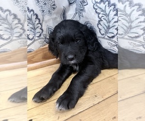 Golden Mountain Doodle Puppy for Sale in CORBIN, Kentucky USA