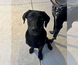 Kendall - Female Labrador Retriever-Unknown Mix Dog for Adoption - Photo #7