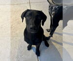 Small #6 Labrador Retriever Mix