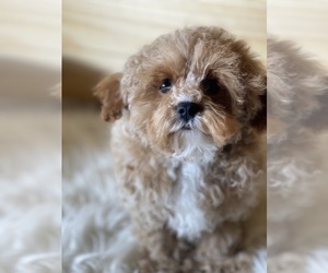 Maltese-Maltipoo Mix Puppy for sale in CROSSVILLE, TN, USA