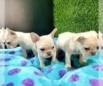 Small Photo #13 French Bulldog Puppy For Sale in PORTLAND, OR, USA