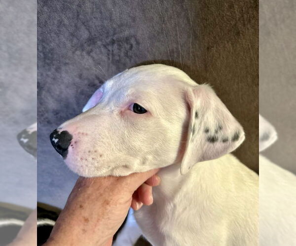 Medium Photo #6 American Pit Bull Terrier-Border Collie Mix Puppy For Sale in Mesa, AZ, USA