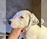 Small #5 American Pit Bull Terrier-Border Collie Mix