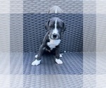 Small Great Dane