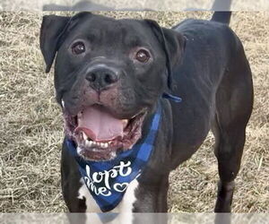 Mutt Dogs for adoption in Pueblo, CO, USA