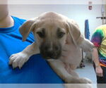 Small #1 Labrador Retriever Mix
