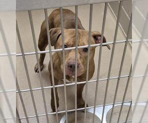 Mutt Dogs for adoption in Decatur, IL, USA