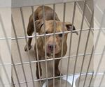MARY - Female Mutt Dog for Adoption - Small photo