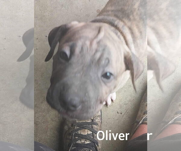 Medium Photo #3 Chinese Shar-Pei-Unknown Mix Puppy For Sale in Holly Springs, NC, USA