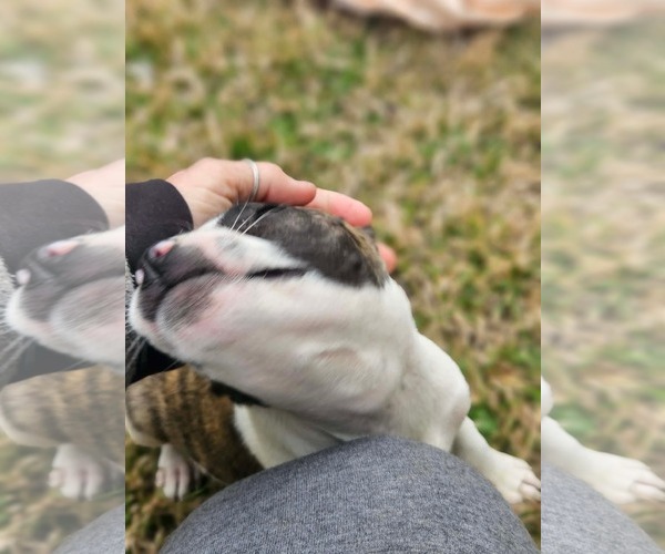 Medium Photo #5 Boston Huahua Puppy For Sale in Wakefield, RI, USA