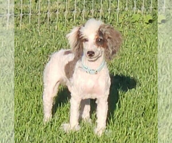 Medium Photo #1 Poodle (Miniature) Puppy For Sale in LITITZ, PA, USA