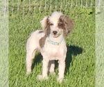 Small Poodle (Miniature)