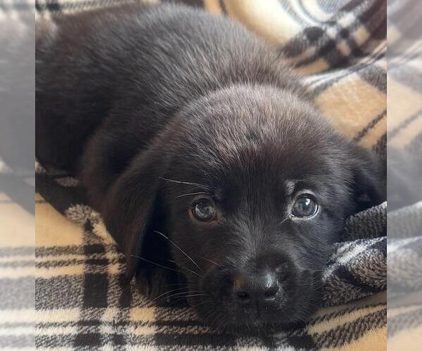 Medium Photo #3 Labrador Retriever-Unknown Mix Puppy For Sale in San Diego, CA, USA