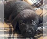 Small #2 Labrador Retriever Mix