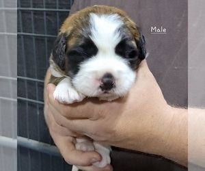 Saint Bernard Puppy for sale in BERESFORD, SD, USA