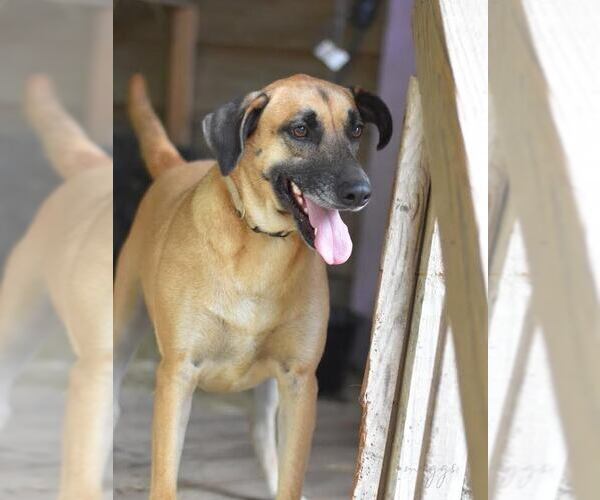 Medium Photo #4 Black Mouth Cur-Labrador Retriever Mix Puppy For Sale in Brewster, NY, USA