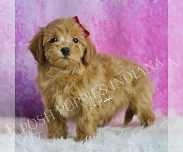 Medium Photo #1 Maltipoo Puppy For Sale in WARSAW, IN, USA