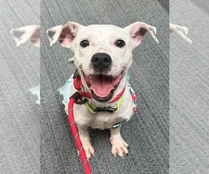 Jack Russell Terrier-Unknown Mix Dogs for adoption in Rockaway, NJ, USA
