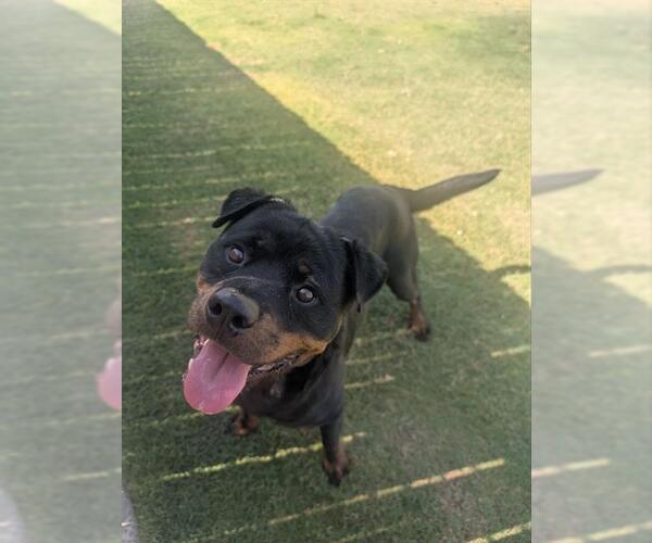 Medium Photo #1 Rottweiler Puppy For Sale in Redlands, CA, USA