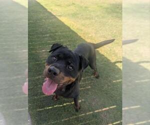 Rottweiler Dogs for adoption in Redlands, CA, USA
