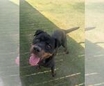 Small Rottweiler