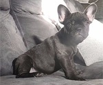 Small Photo #2 French Bulldog Puppy For Sale in RIVERBANK, CA, USA